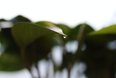 选择聚焦摄影的水露在上面的叶子
